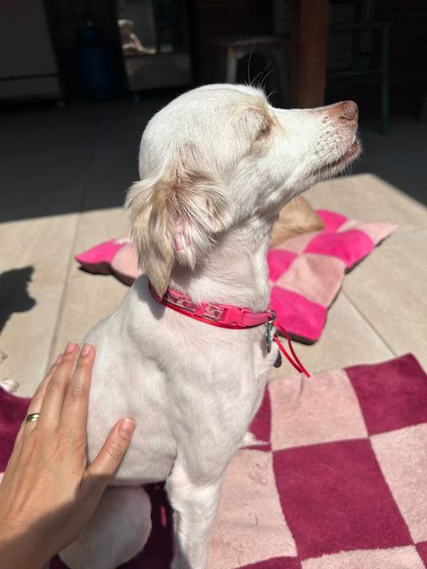 Cachorro branco tomando banho de sol em almofada quadriculada rosa