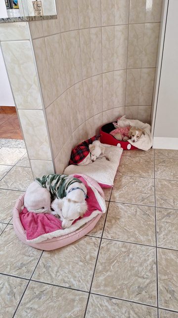 Cachorrinhos dormindo em caminhas confortáveis