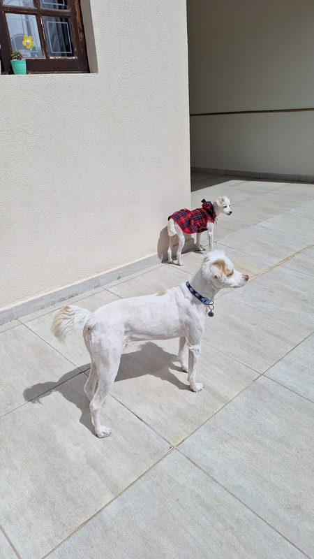 Dois cachorros em pé no espaço externo amplo