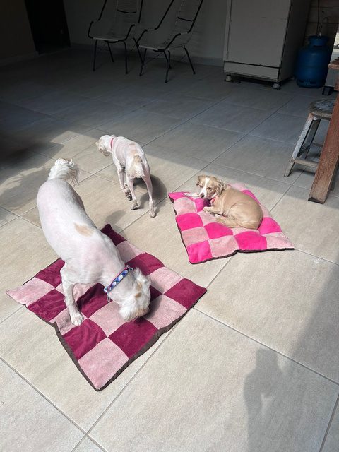 Três cachorros relaxando em almofadas no espaço interno