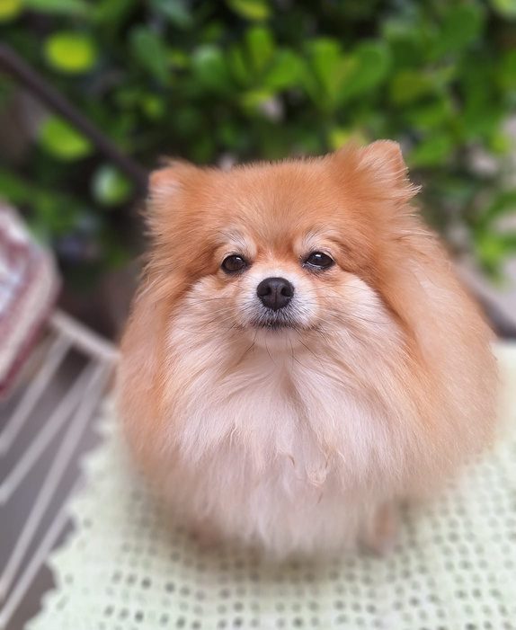 Pomerano laranja olhando para a câmera no jardim
