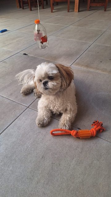 Shih-tzu bege brincando