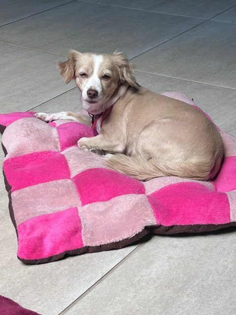 Cachorro descansando em almofada rosa