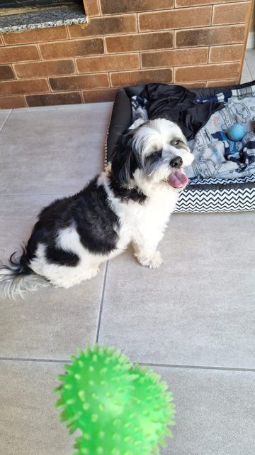 Cachorro preto e branco sorrindo